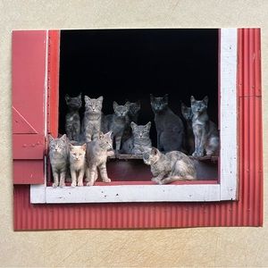 “Cats” photograph.
